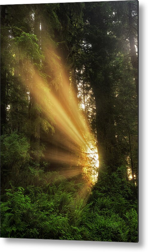 California Metal Print featuring the photograph Into the Light #1 by Nicki Frates