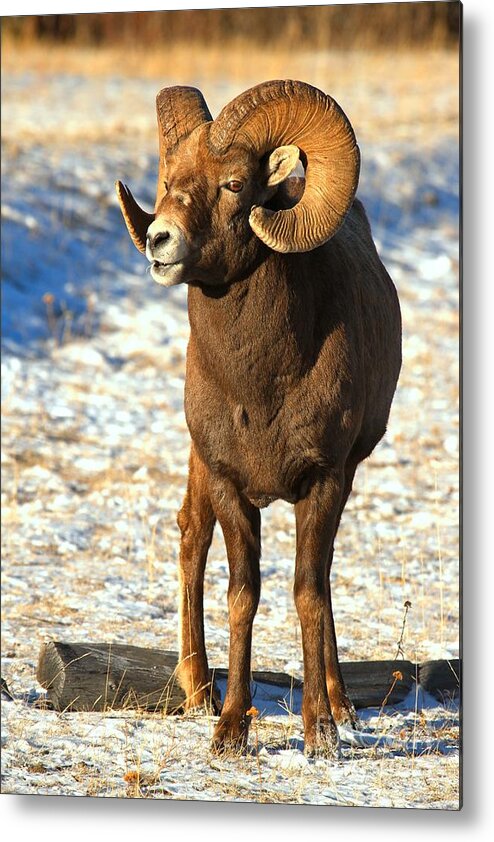 Bighorn Sheep Metal Print featuring the photograph Jasper Glowing Bighorn #1 by Adam Jewell