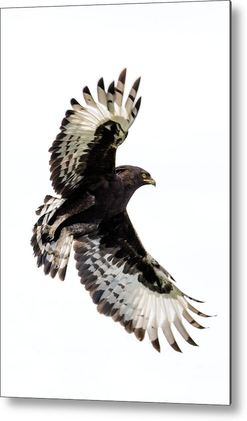 Photography Metal Print featuring the photograph Long-crested Eagle Lophaetus #1 by Panoramic Images