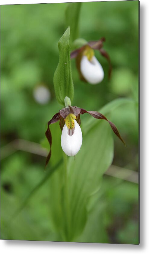 Wildflower Metal Print featuring the photograph Mountain Lady Slipper Orchids #1 by Whispering Peaks Photography