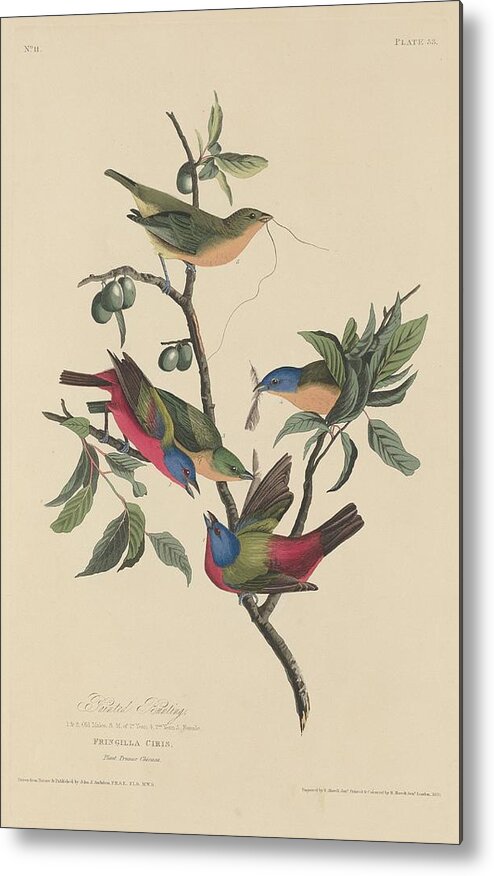 Audubon Metal Print featuring the drawing Painted Bunting #1 by Dreyer Wildlife Print Collections 