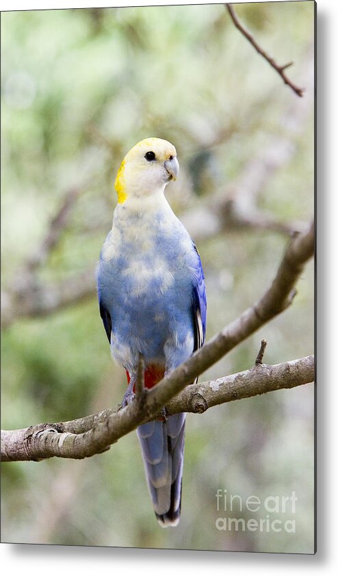 Fauna Metal Print featuring the photograph Pale-headed Rosella #1 by B. G. Thomson