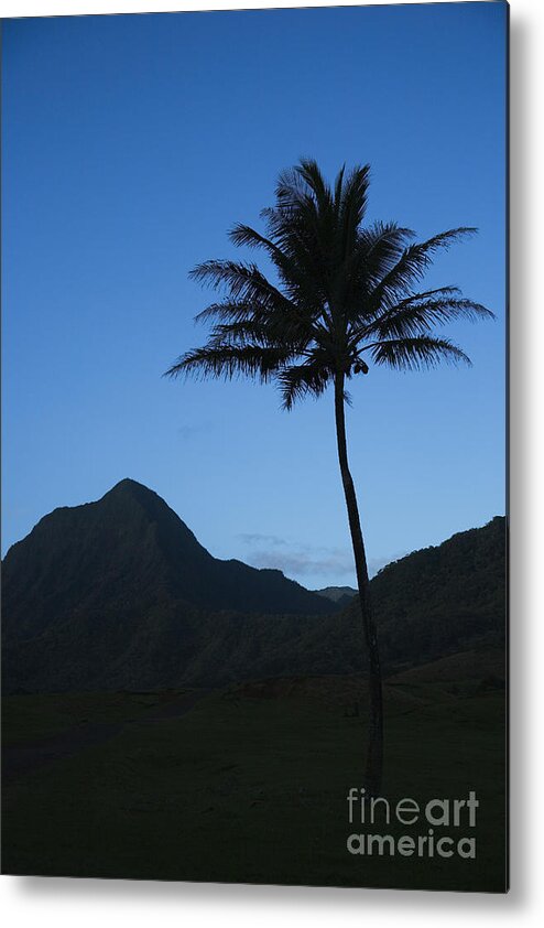 Bright Metal Print featuring the photograph Palm and Blue Sky #1 by Dana Edmunds - Printscapes