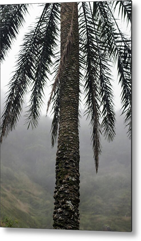  Metal Print featuring the photograph Palm, Koolau Trail, Oahu by Kenneth Campbell