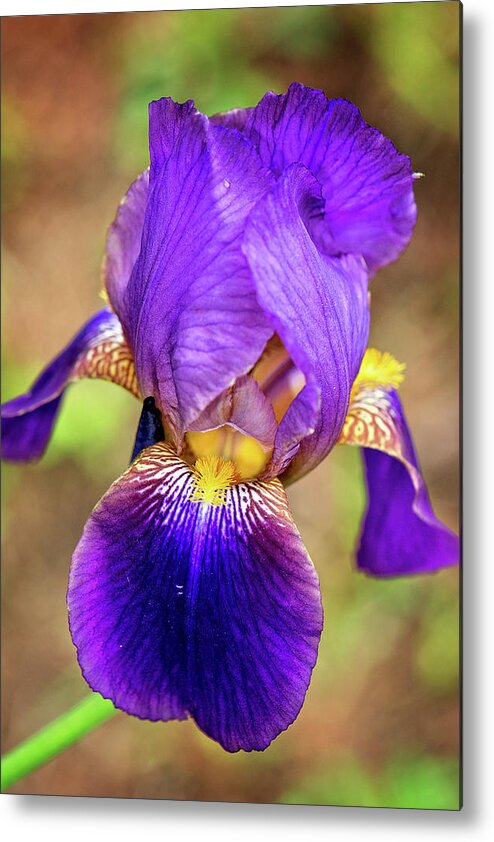 Purple Bearded Iris Print Metal Print featuring the photograph Purple Bearded Iris Print by Gwen Gibson