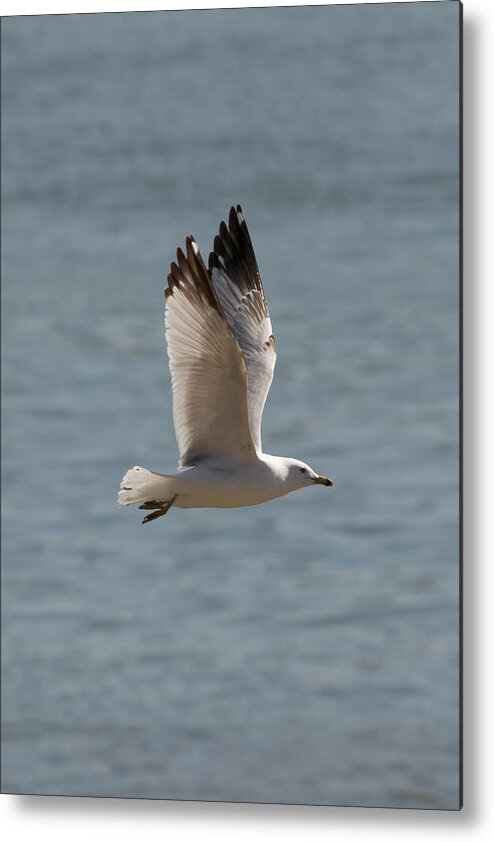 Ring Billed Gull Metal Print featuring the photograph Ring-Billed Gull by Holden The Moment