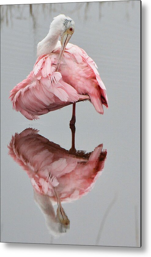 Bird Metal Print featuring the photograph Roseate Spoonbill #1 by Alan Lenk