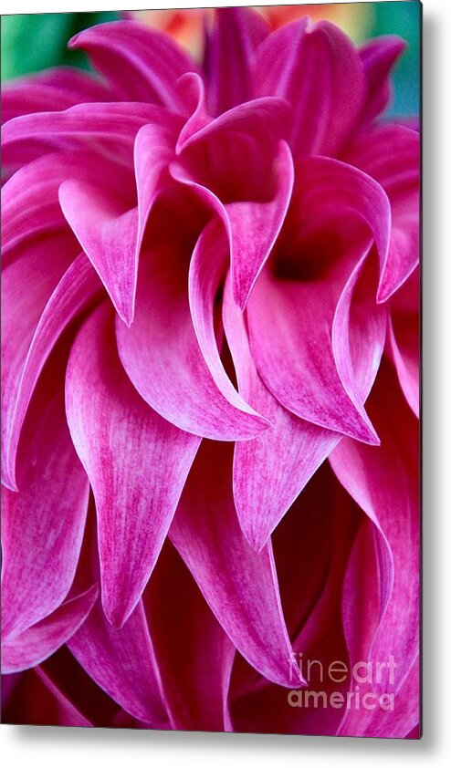 Dahlia Metal Print featuring the photograph Ruby #2 by Beth Buelow