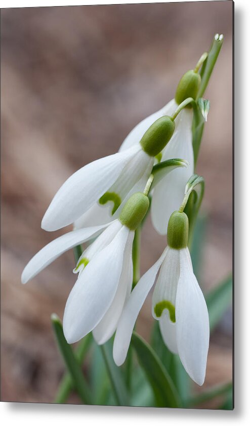 Snowdrop Metal Print featuring the photograph Sign of Spring #1 by Andreas Freund