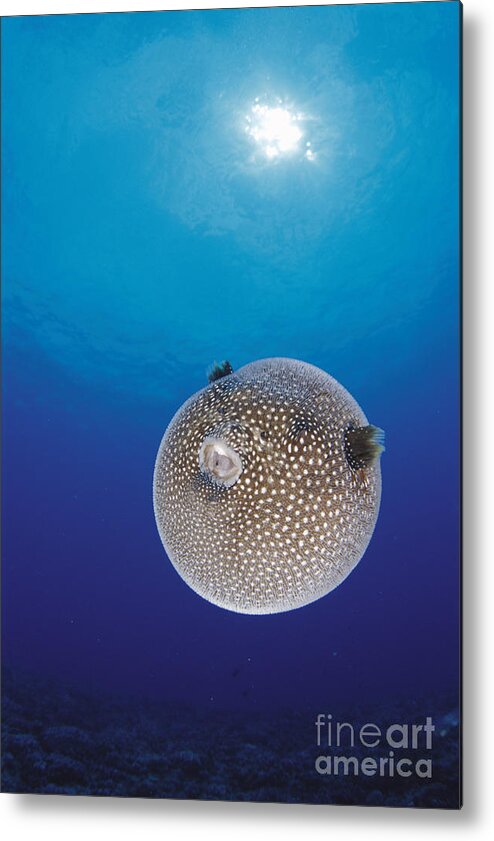Animal Metal Print featuring the photograph Spotted Pufferfish #1 by Dave Fleetham - Printscapes