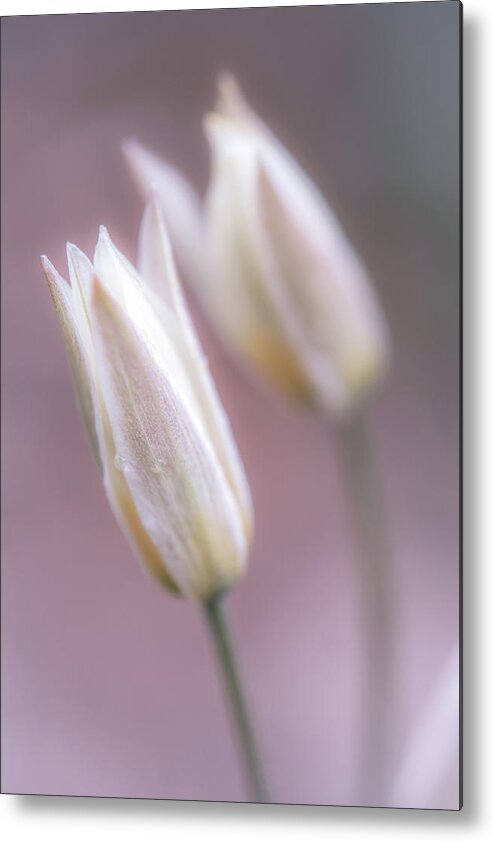 Spring Flowers Metal Print featuring the photograph Spring Flowers #1 by Lilia S