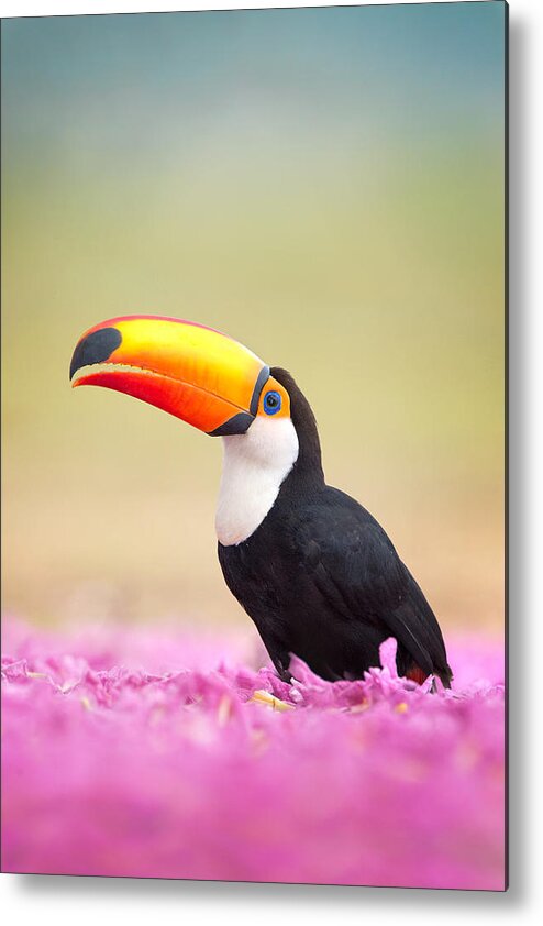 Photography Metal Print featuring the photograph Toco Toucan Ramphastos Toco, Pantanal #1 by Panoramic Images