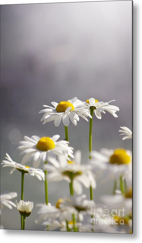 Agriculture Metal Print featuring the photograph White Daisies #1 by Carlos Caetano