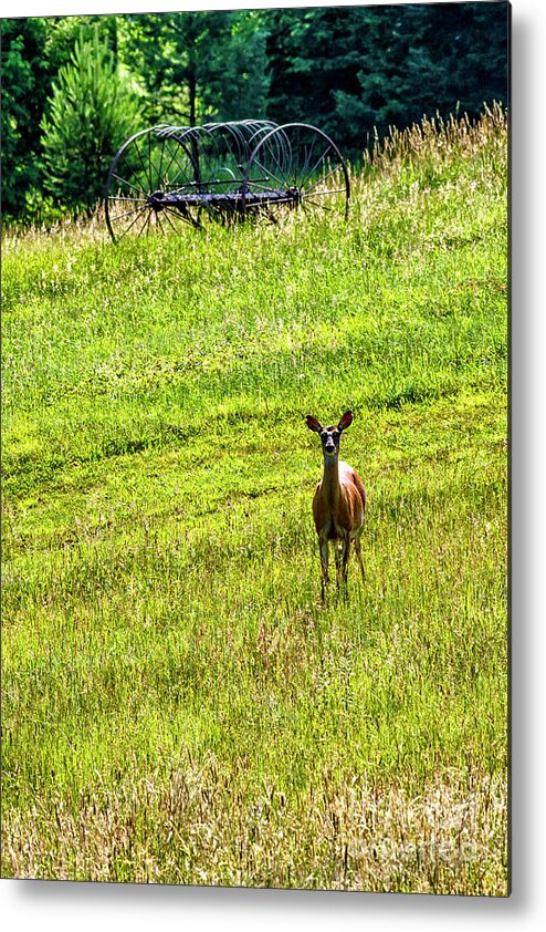 Whitetail Deer Metal Print featuring the photograph Whitetail Deer and Hay Rake #1 by Thomas R Fletcher