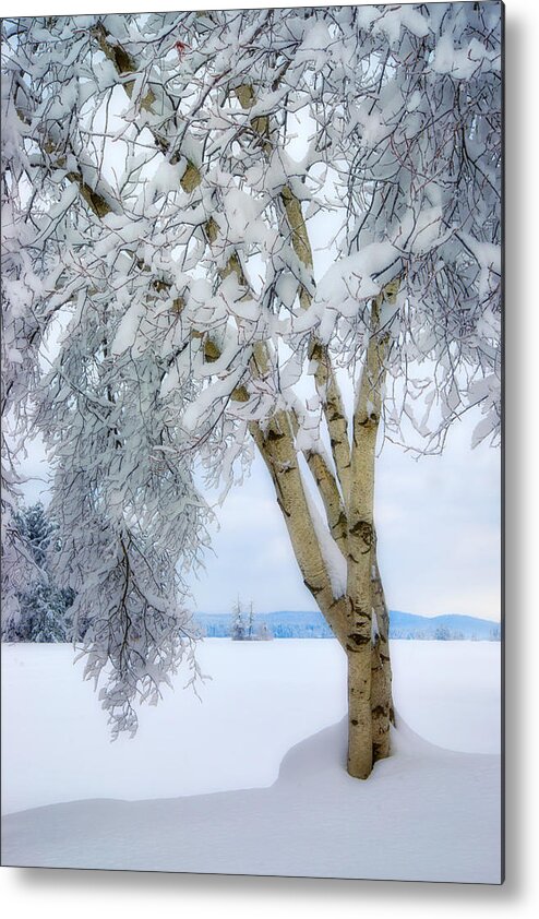 #winter#birches#highland#lake#bridgton#maine Metal Print featuring the photograph Winter's Dream #1 by Darylann Leonard Photography