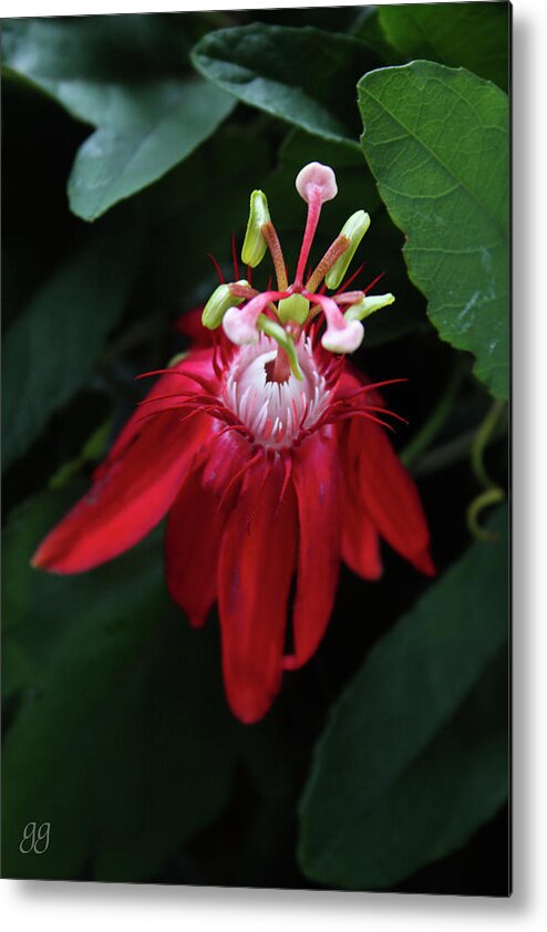 Passion Flower Metal Print featuring the photograph With Passion #1 by Geri Glavis