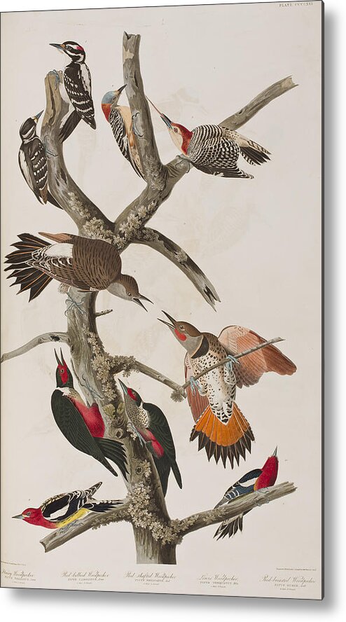 Audubon Metal Print featuring the painting Woodpeckers by John James Audubon
