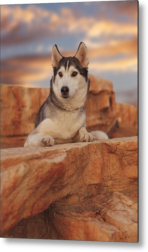 Animal Metal Print featuring the photograph Aurora #10 by Brian Cross