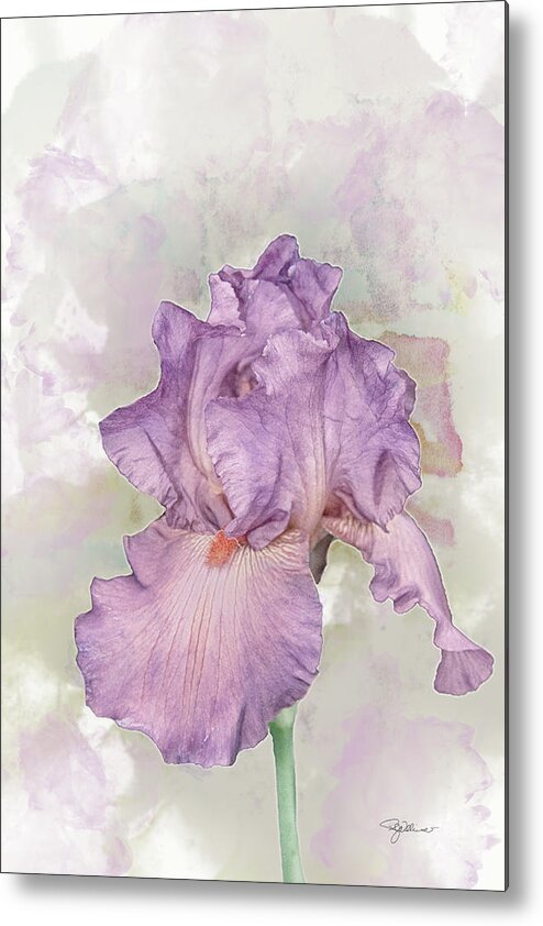  Iris Metal Print featuring the photograph 10869 Dreamy Iris by Pamela Williams