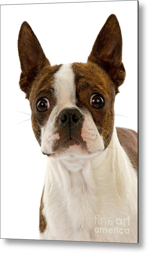 Adult Metal Print featuring the photograph Boston Terrier Dog #11 by Gerard Lacz