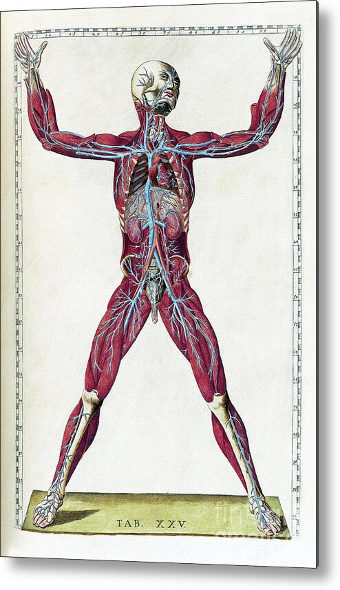 Science Metal Print featuring the photograph Eustachi, Tabulae Anatomicae, 1783 #20 by Science Source