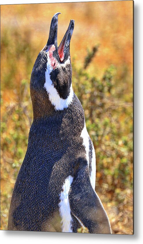 Penguins Tombo Reserve Puerto Madryn Argentina Metal Print featuring the photograph Penguins Tombo Reserve Puerto Madryn Argentina #12 by Paul James Bannerman