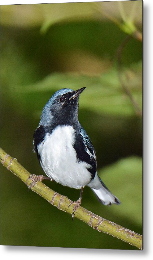 Bird Metal Print featuring the photograph Black-throated Blue #2 by Alan Lenk
