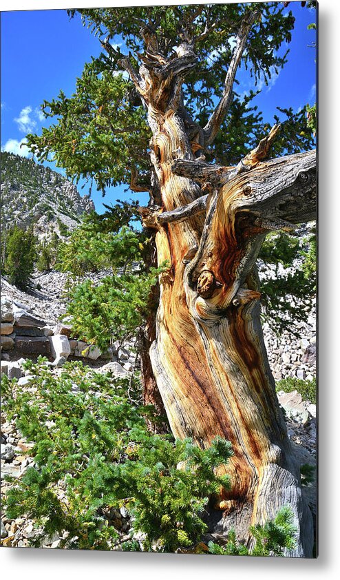 Great Basin National Park Metal Print featuring the photograph Bristlecone Loop Trail #2 by Ray Mathis