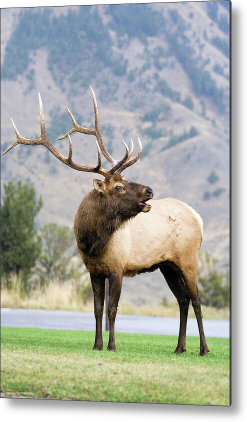 Elk Metal Print featuring the photograph Bull Elk by Wesley Aston