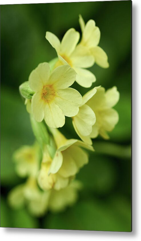 Finland Metal Print featuring the photograph Cowslip #2 by Jouko Lehto