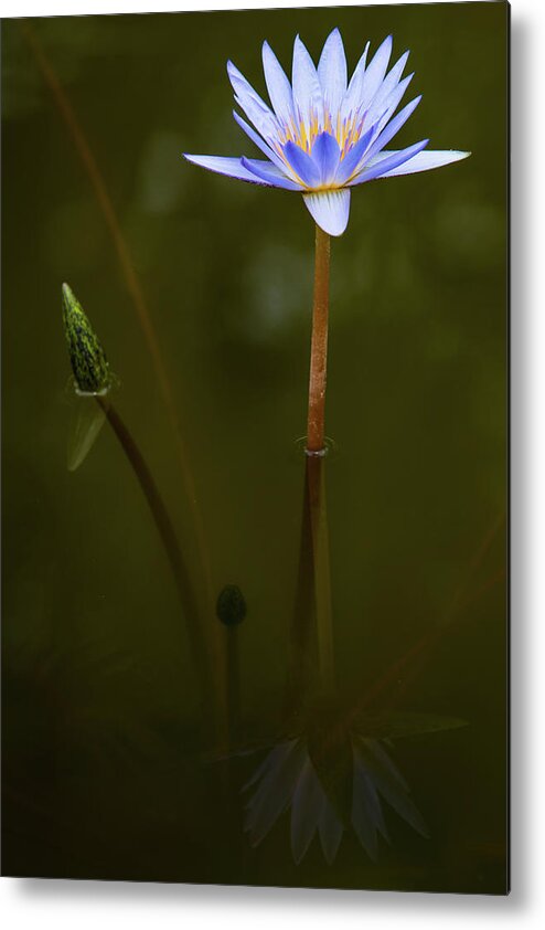 Bloom Metal Print featuring the photograph Deep Lily Reflection #2 by Dennis Dame