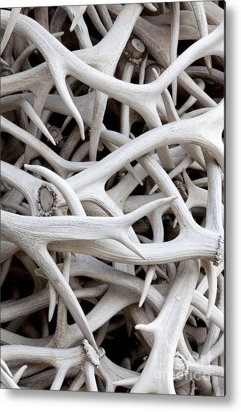 Animal Metal Print featuring the photograph Elk Antlers #2 by Anthony Totah