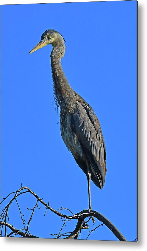 Great Blue Heron Metal Print featuring the photograph Great Blue Heron #2 by Ken Stampfer