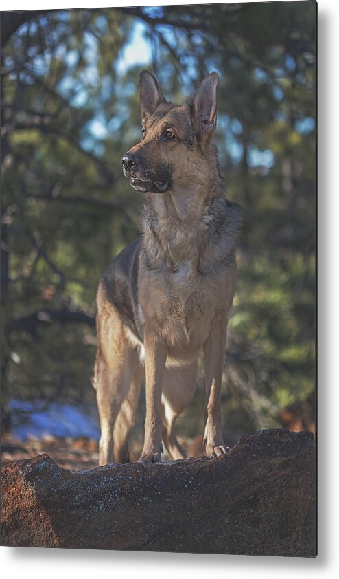 Animal Metal Print featuring the photograph Liesl #2 by Brian Cross