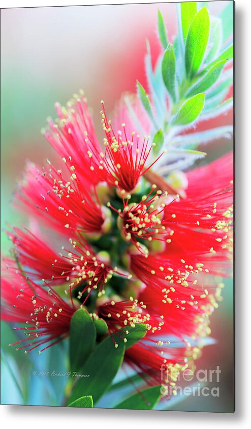 Little John Dwarf Bottlebrush Bloom Metal Print featuring the photograph Little John Dwarf Bottlebrush Bloom #2 by Richard J Thompson