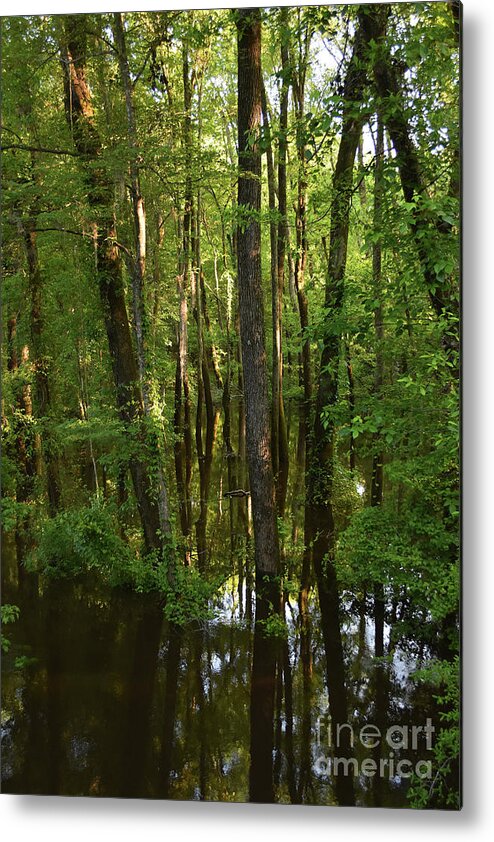 Scenic Tours Metal Print featuring the photograph Morning Light #2 by Skip Willits