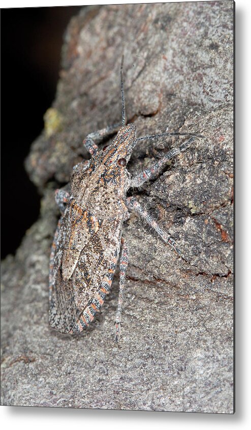 Stink Bug Metal Print featuring the photograph Stink Bug #2 by Breck Bartholomew