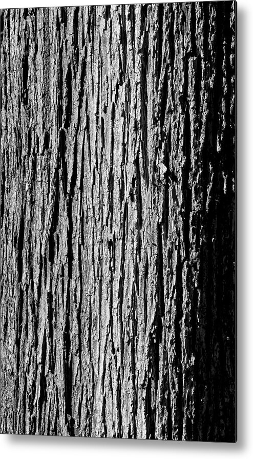 Bark Metal Print featuring the photograph Tree Bark #2 by Robert Ullmann