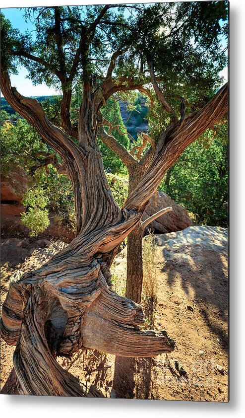 Colorado Metal Print featuring the photograph Twisted Tree #2 by Richard Smith