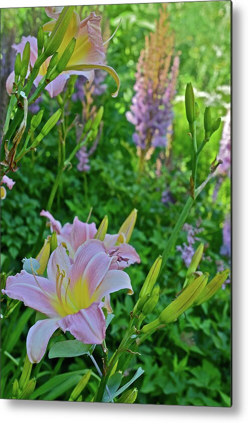 Daylilies Metal Print featuring the photograph 2017 Early July at the Gardens Sunken Garden Daylilies 2 by Janis Senungetuk