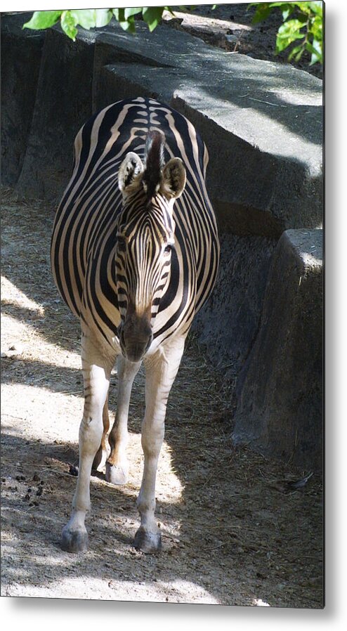 Zoo Metal Print featuring the photograph Zoo Scapes #23 by Jean Wolfrum