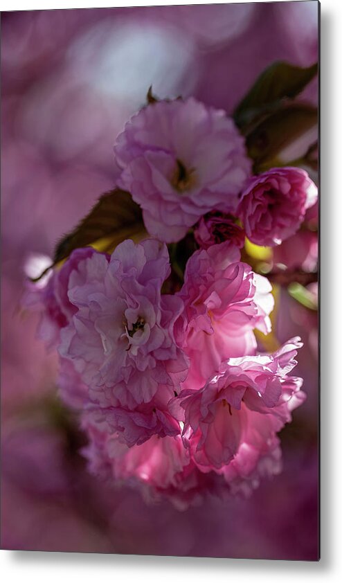 Cherry Blossoms Metal Print featuring the photograph Cherry Blossoms #259 by Robert Ullmann