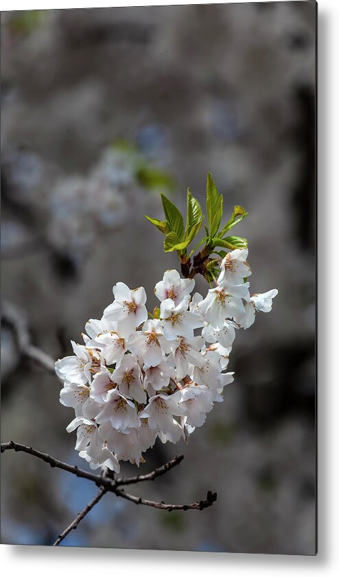 Cherry Blossoms Metal Print featuring the photograph Cherry Blossoms #289 by Robert Ullmann