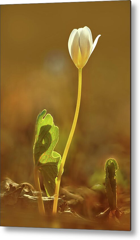 Sanguinaria Canadensis Metal Print featuring the photograph Bloodroot by Robert Charity