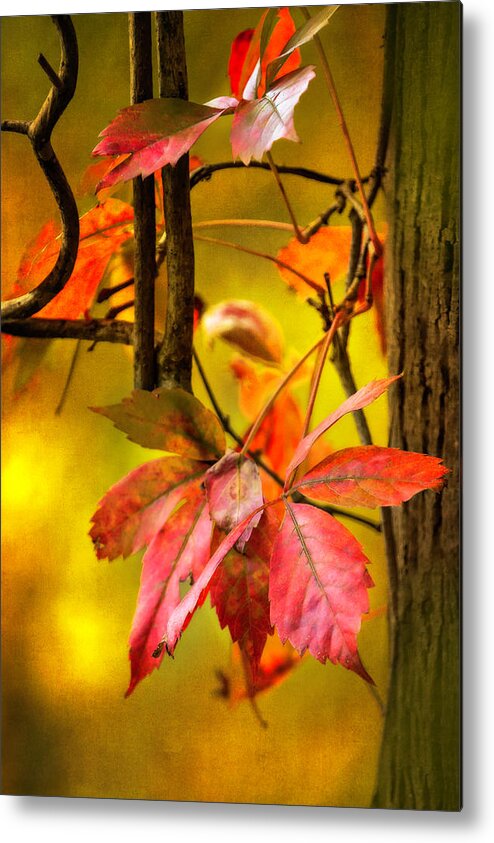 Fall Metal Print featuring the photograph Fall colors #3 by Eduard Moldoveanu