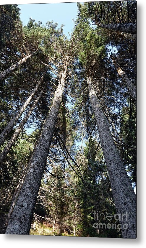 Autumn Metal Print featuring the photograph Fir trees forest #2 by George Atsametakis