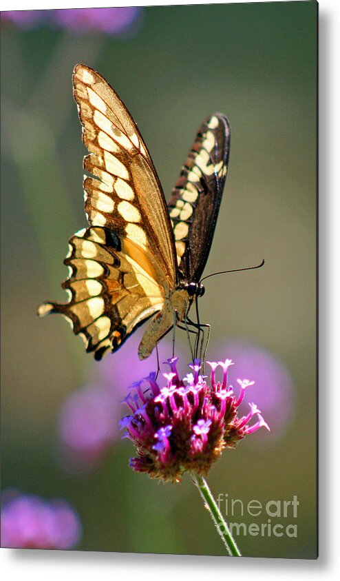 Giant Metal Print featuring the photograph Giant Swallowtail Butterfly #4 by Karen Adams