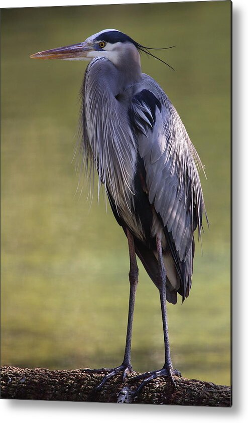 Great Blue Heron Metal Print featuring the photograph Great Blue Heron #3 by Bruce J Robinson