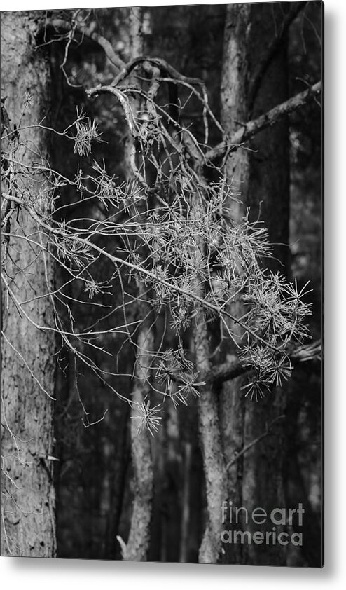 Forest Metal Print featuring the photograph Pine Trees #6 by Dariusz Gudowicz