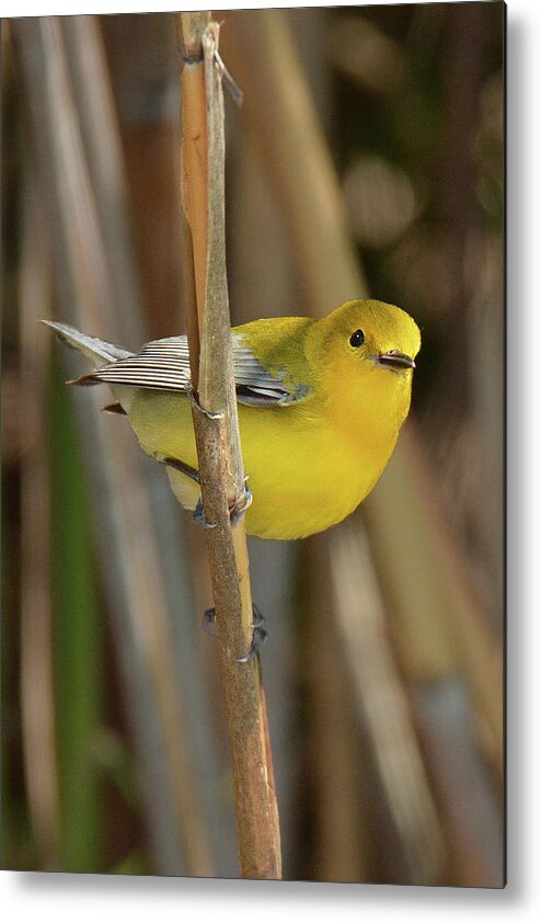 Bird Metal Print featuring the photograph Prothonotary Warbler #3 by Alan Lenk